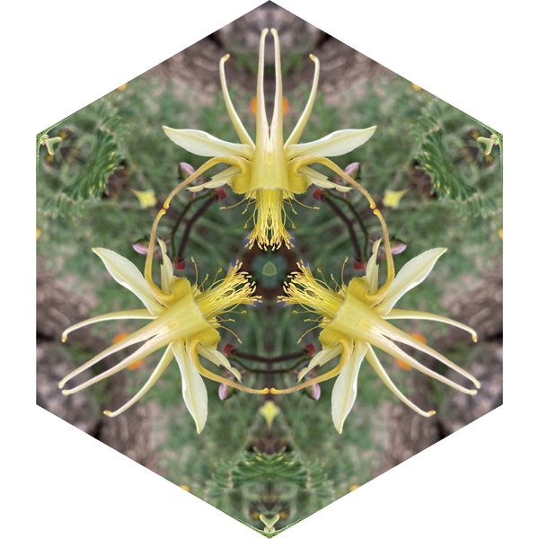 Mandala by Elizabeth Addison
