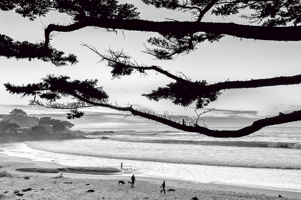 Carmel Beach Cypress Silhouette