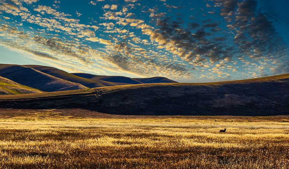 Lone Coyote