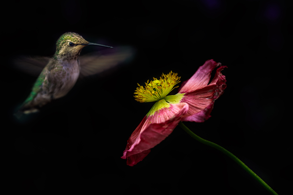 Poppy and Hummingbird