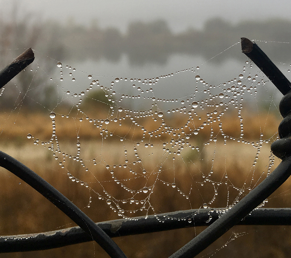 Web Droplets