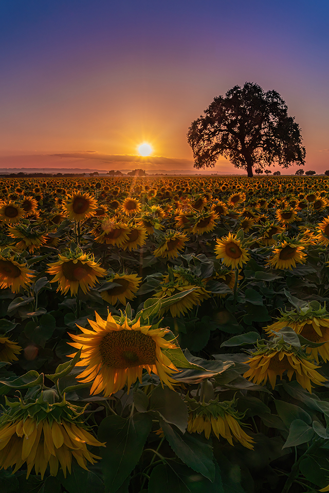 Woodland Sunflowers