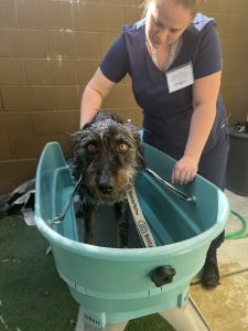 An image of a Credit Valley Humane Society member giving Bath Time to a dog in a turquoise bathtub.