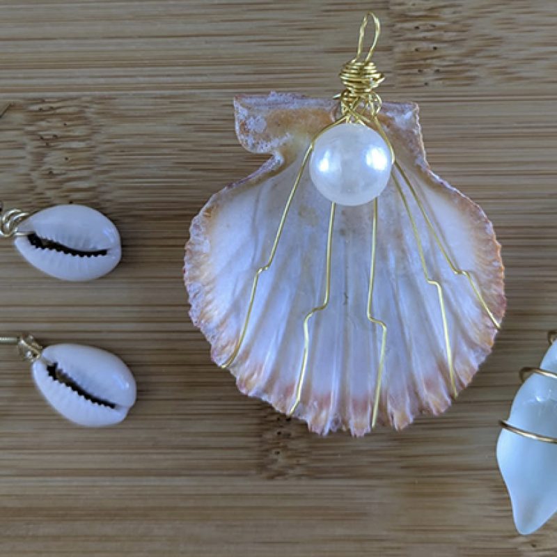 JuneSeashells1